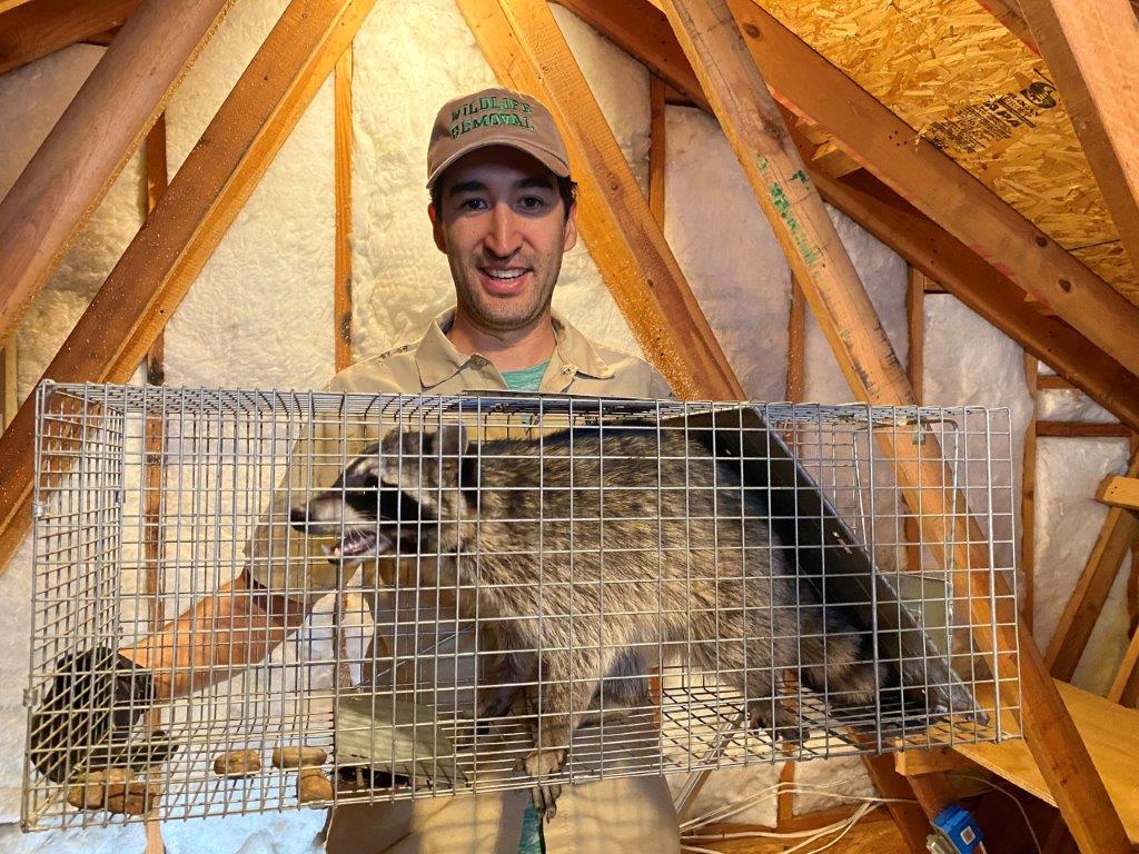 Lansing raccoon trapping
