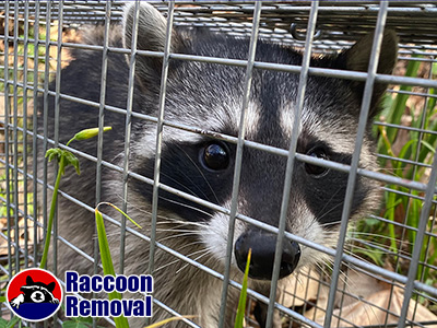 Lansing raccoon trapping
